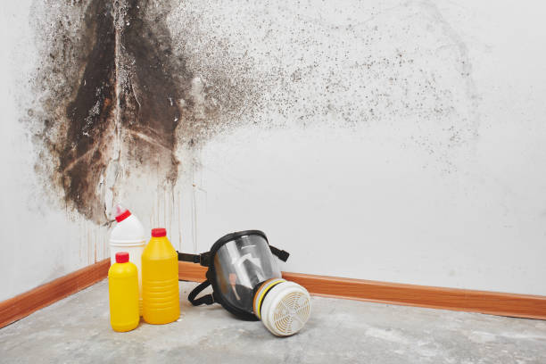 Best Attic Mold Remediation in Indian Hills, NV