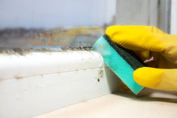 Best DIY Mold Remediation Support Services in Indian Hills, NV
